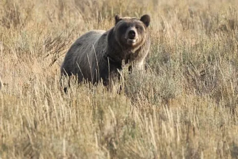 Trail Walker Assaulted by Grizzly in Yellowstone Air Lifted to Hospital