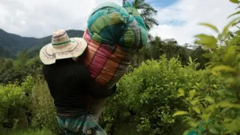 America Classifies Colombia as Failing to Cooperate in Anti-Drug Efforts