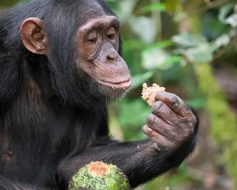 Apes Ingest Daily Alcohol Comparable to a Beer from Ripe Fruit